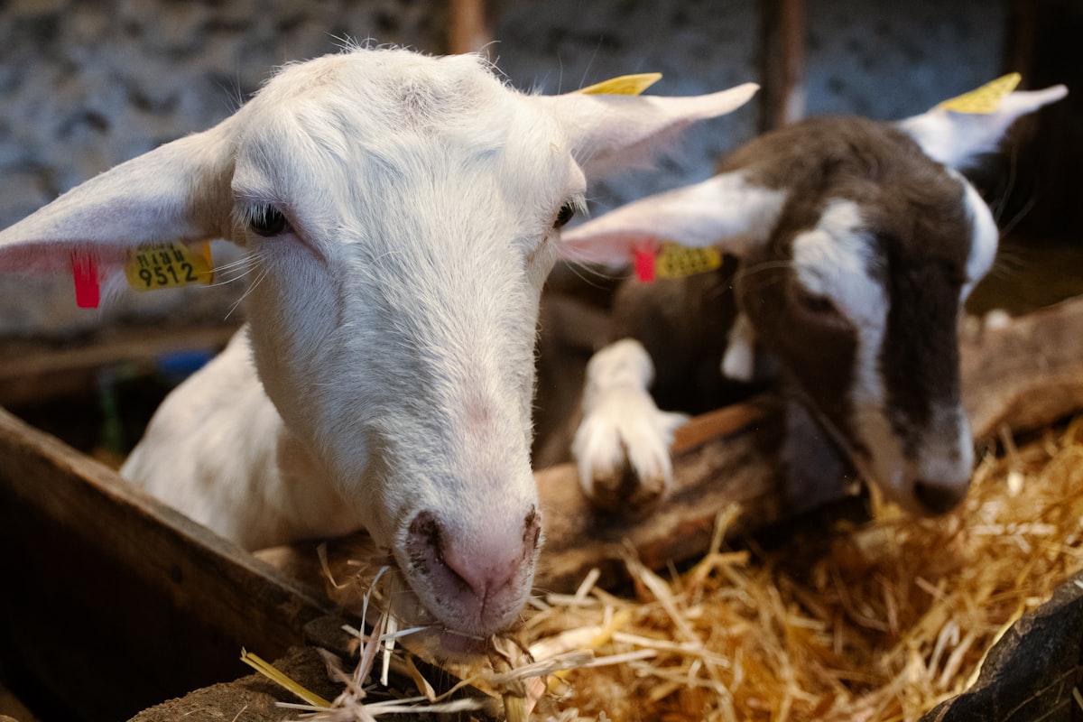 Young beef calves with optimal growth